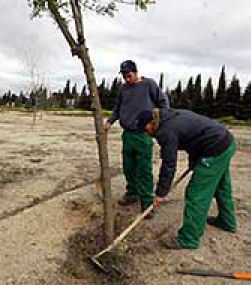 Vagabundo Moderador Arriba Precio en España de Ud de Plantación de árbol. Generador de precios de la  construcción. CYPE Ingenieros, S.A.