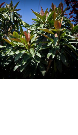 Precio en España de Ud de Árbol de hoja perenne. Generador de precios