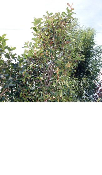 Precio en España de Ud de Árbol de hoja perenne. Generador de precios