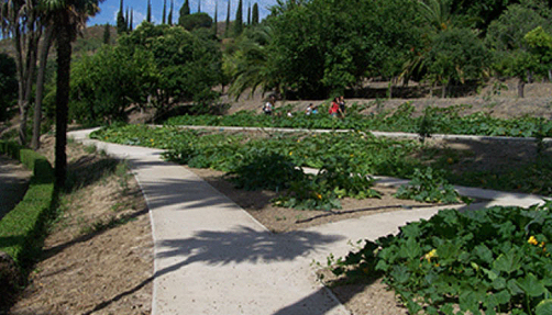 mea_it_camino_situ