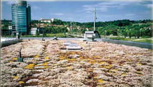 qve_sedum_zinco